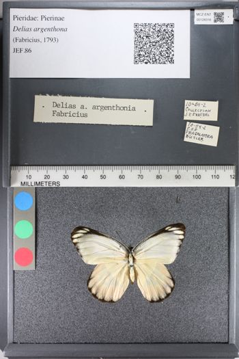 Media type: image;   Entomology 128318